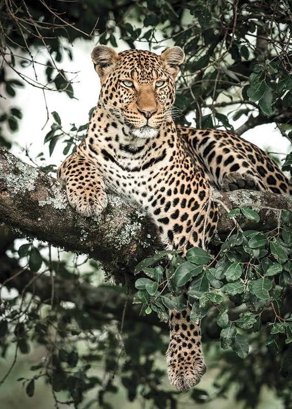 Léopard couché sur une branche d'arbre parmi les feuilles vertes, photographie-12