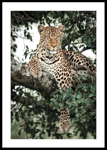 Poster Leopard In Tree