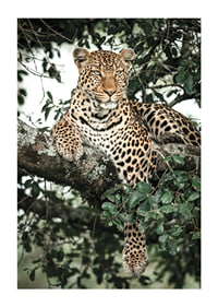 Léopard couché sur une branche d'arbre parmi les feuilles vertes, photographie-1