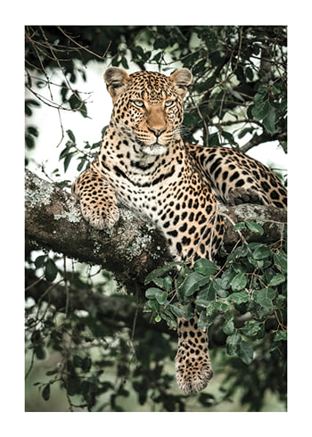 Poster Leopard In Tree