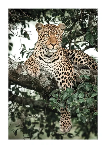 Poster Leopard In Tree
