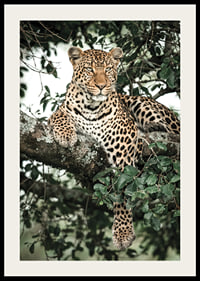 Léopard couché sur une branche d'arbre parmi les feuilles vertes, photographie-2