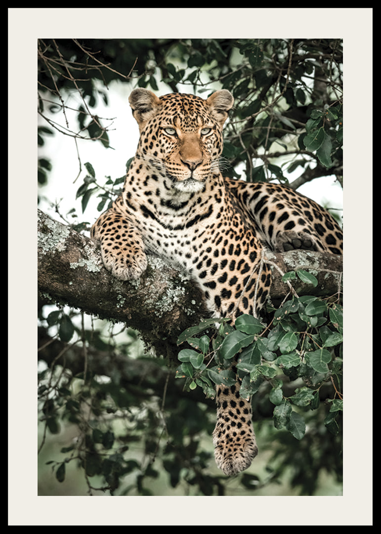 Léopard couché sur une branche d'arbre parmi les feuilles vertes, photographie-12