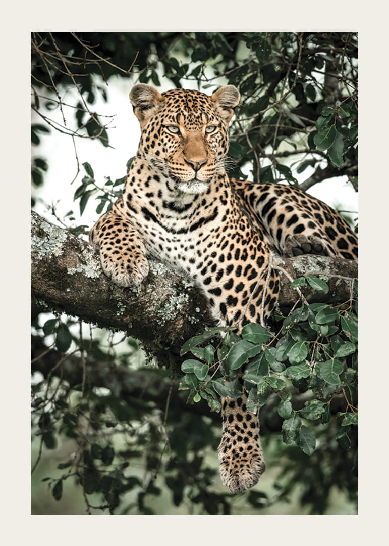 Leopardo sdraiato sul ramo di un albero tra le foglie verdi, fotografia-12