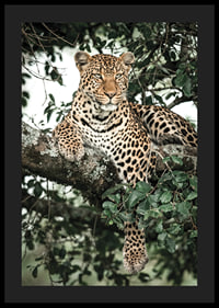 Léopard couché sur une branche d'arbre parmi les feuilles vertes, photographie-4