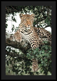 Leopardo sdraiato sul ramo di un albero tra le foglie verdi, fotografia-4