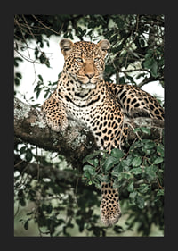 Léopard couché sur une branche d'arbre parmi les feuilles vertes, photographie-5