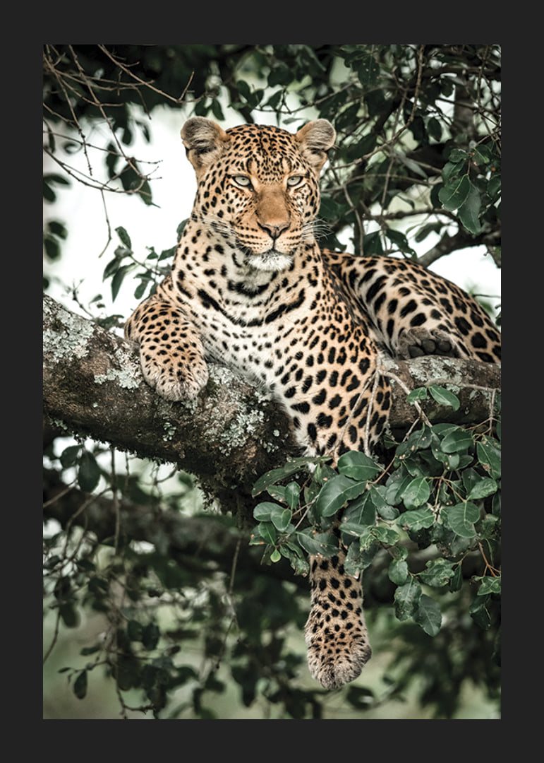 Léopard couché sur une branche d'arbre parmi les feuilles vertes, photographie-12