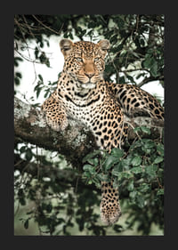 Leopardo sdraiato sul ramo di un albero tra le foglie verdi, fotografia-5