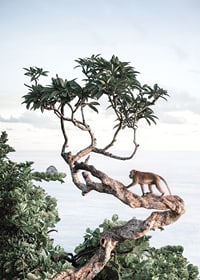 Photograph of small monkey on tree branch by the sea with bright tones-7
