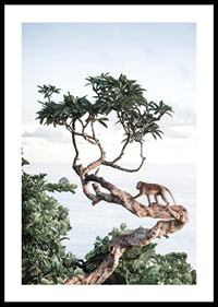 Photograph of small monkey on tree branch by the sea with bright tones-0