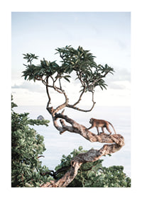 Photograph of small monkey on tree branch by the sea with bright tones-1