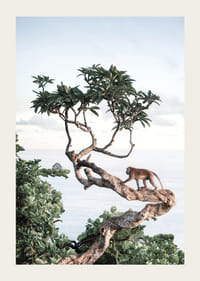 Photograph of small monkey on tree branch by the sea with bright tones-3