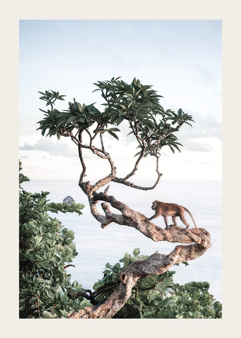 Photograph of small monkey on tree branch by the sea with bright tones-12