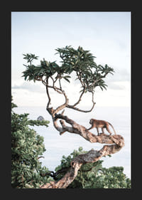 Photograph of small monkey on tree branch by the sea with bright tones-5