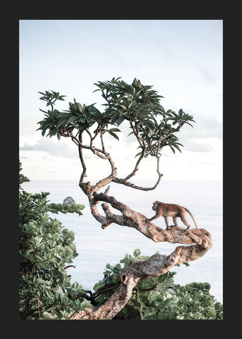 Photograph of small monkey on tree branch by the sea with bright tones-12