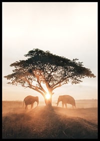 Photograph of two elephants by large tree at sunrise-6