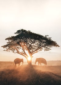 Photograph of two elephants by large tree at sunrise-7