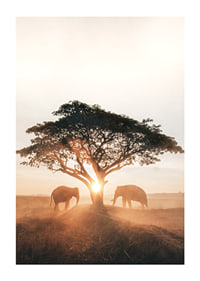 Photograph of two elephants by large tree at sunrise-1