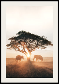 Photograph of two elephants by large tree at sunrise-2