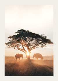 Photograph of two elephants by large tree at sunrise-3
