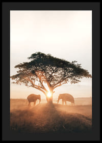 Fotografi av två elefanter vid stort träd i soluppgång-4