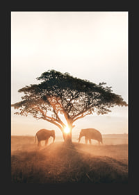 Photograph of two elephants by large tree at sunrise-5