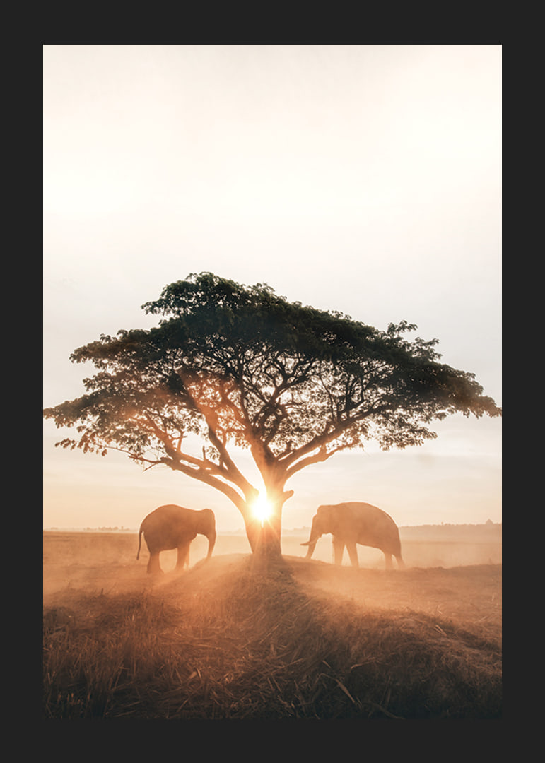 Photograph of two elephants by large tree at sunrise-12