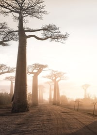 Fotografiskt landskap med baobabträd vid soluppgång-7
