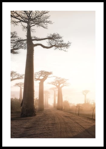 Poster Baobab Trees In Madagascar
