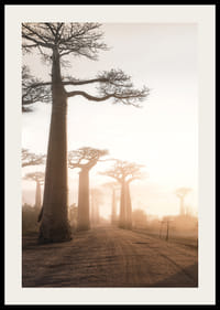 Fotograficzny krajobraz z baobabami o wschodzie słońca-2