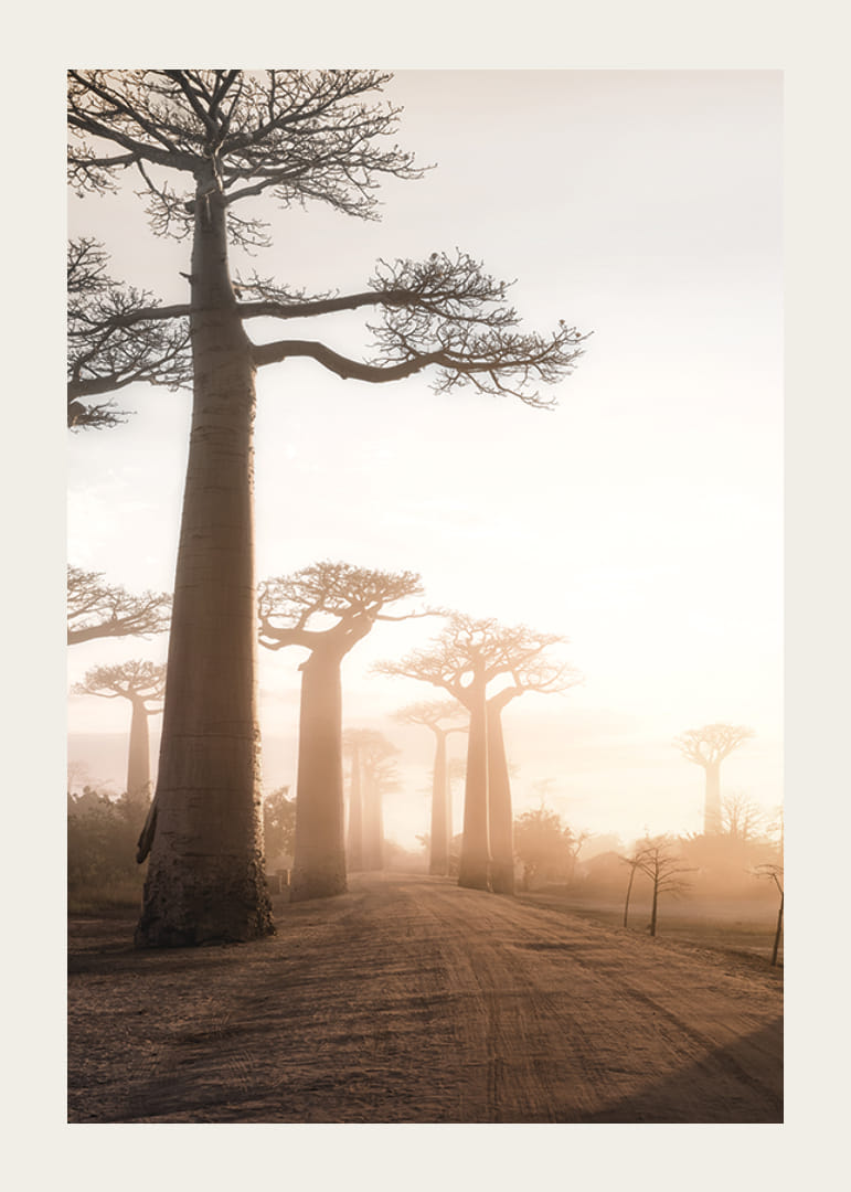 Fotograficzny krajobraz z baobabami o wschodzie słońca-12