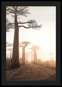 Fotograficzny krajobraz z baobabami o wschodzie słońca-4
