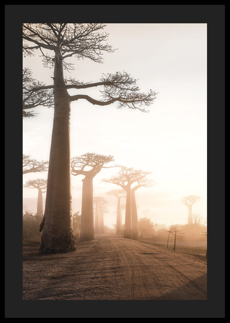 Fotograficzny krajobraz z baobabami o wschodzie słońca-12