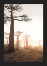 Fotograficzny krajobraz z baobabami o wschodzie słońca-5