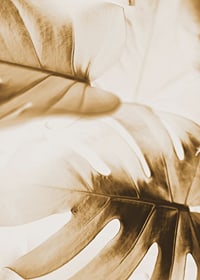 Close-up of monstera leaves in golden sepia tones-7