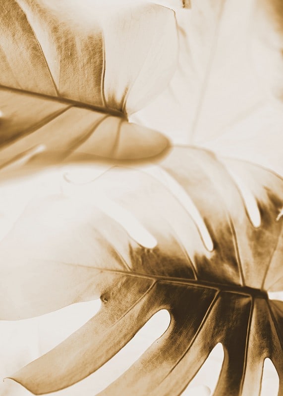 Close-up of monstera leaves in golden sepia tones-12