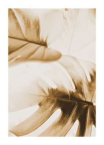Poster Golden Monstera Leaves