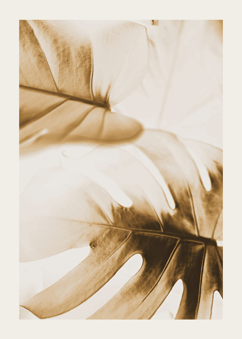 Nahaufnahme von Monstera-Blättern in goldenen Sepia-Tönen-12