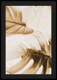 Nahaufnahme von Monstera-Blättern in goldenen Sepia-Tönen-4