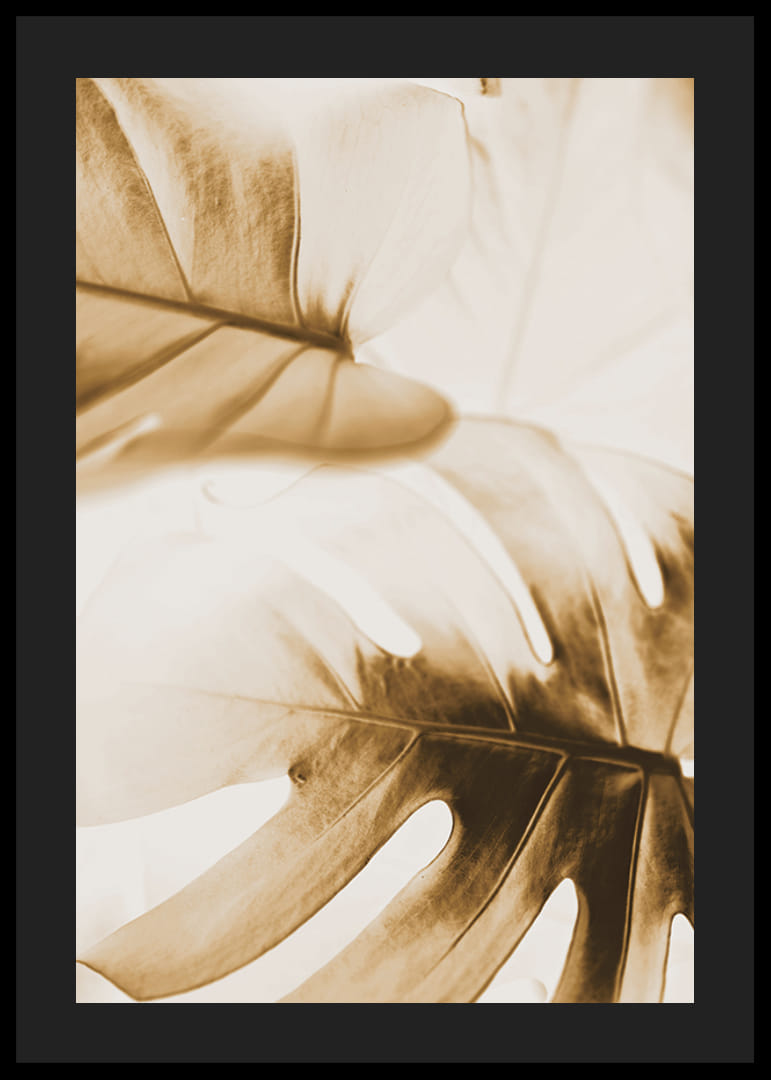 Nahaufnahme von Monstera-Blättern in goldenen Sepia-Tönen-12