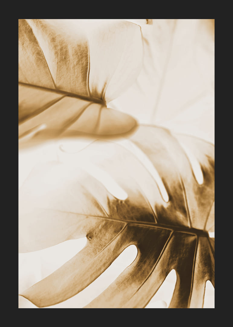 Nahaufnahme von Monstera-Blättern in goldenen Sepia-Tönen-12