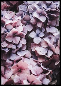 Close-up of purple and pink hydrangea flowers with dew drops-6