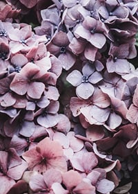 Close-up of purple and pink hydrangea flowers with dew drops-7