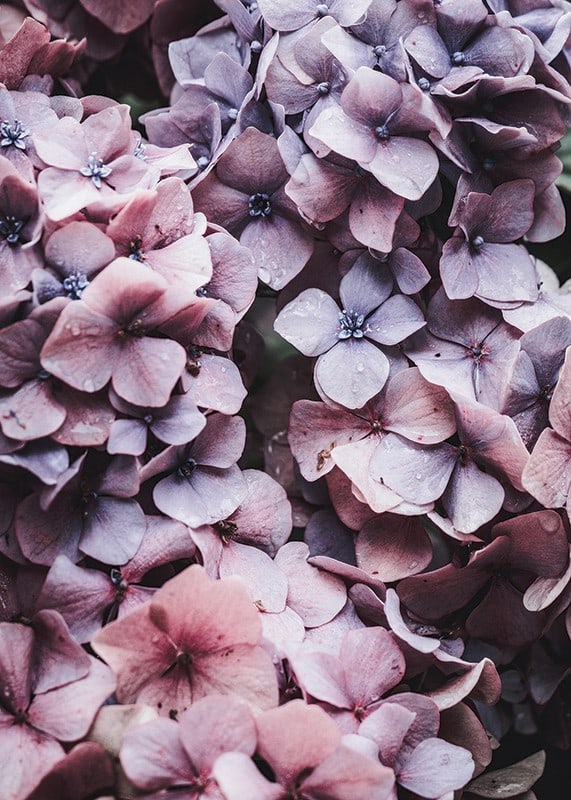 Close-up of purple and pink hydrangea flowers with dew drops-12