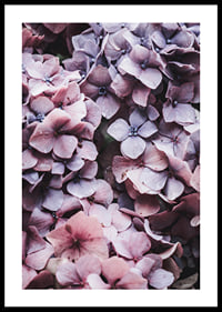 Close-up of purple and pink hydrangea flowers with dew drops-0