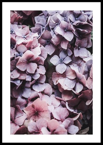 Poster Pink Hydrangea