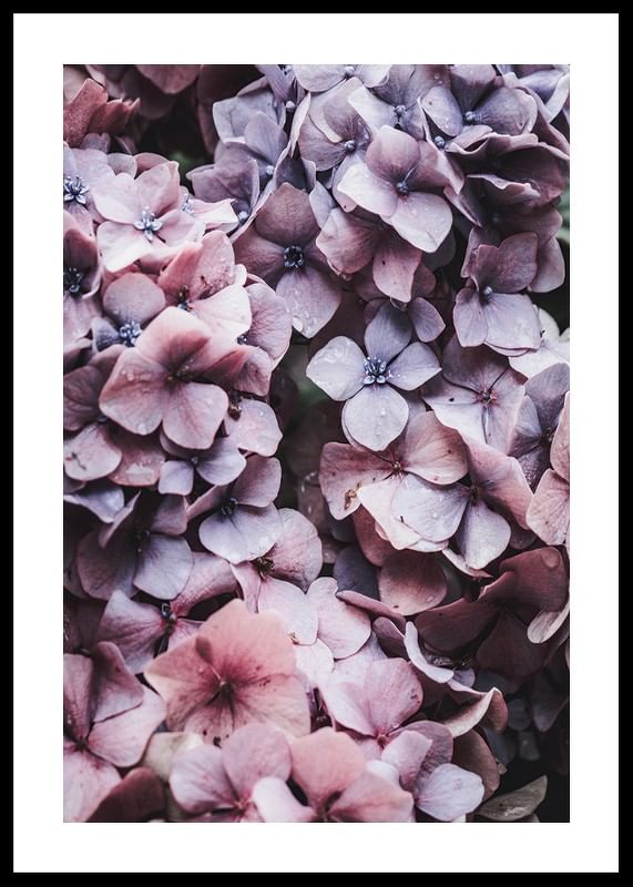 Pink Hydrangea-12