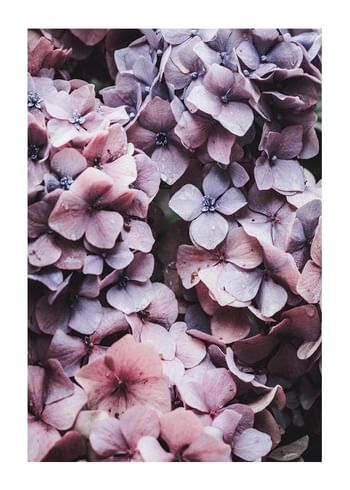 Poster Pink Hydrangea