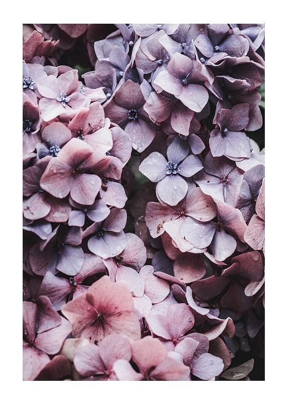 Pink Hydrangea-12